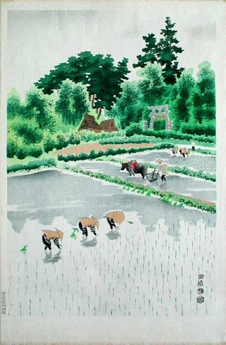 Rice-planting in early summer