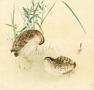 Quails