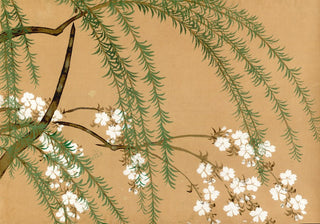 Willow and cherry blossom