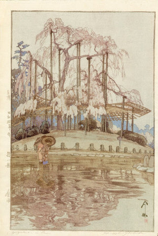 Yozakura sous la pluie