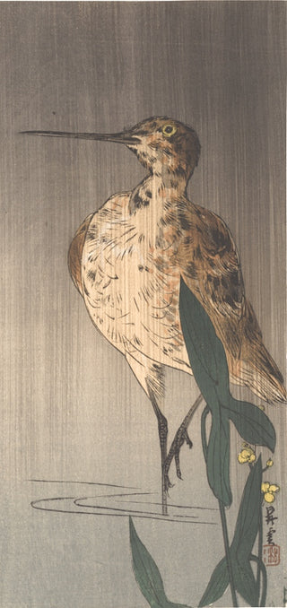 Waterfowl Standing on one leg