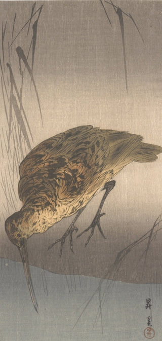 Bird Drinking