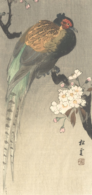 Pheasant