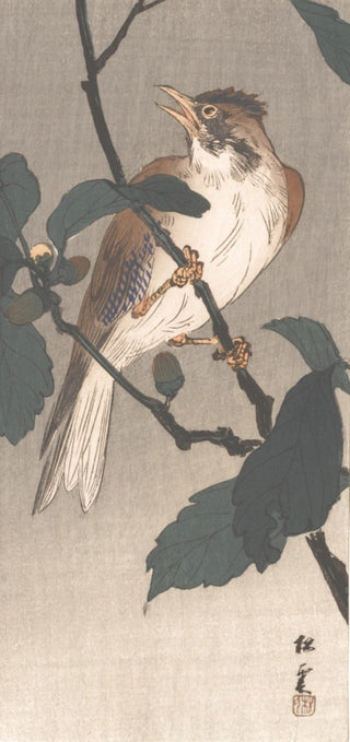 Bird On a oak