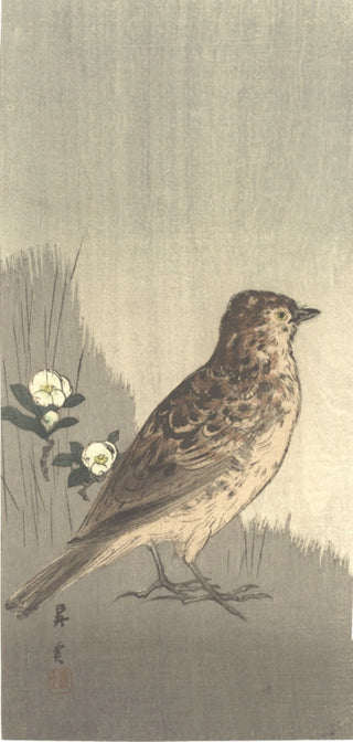 Unidentified Bird