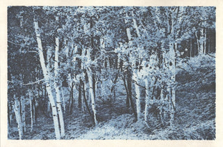 Aspen Grove