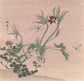 Plantas y mariposas