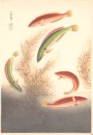 Cinq poissons colorés
