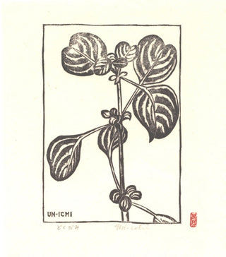 Roślina kameleonowa (Houttuynia cordata)