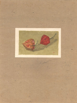 Chinese lantern plant