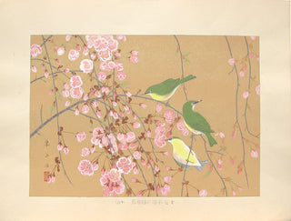 Weeping Cherry and White-eyes (Mid Spring)