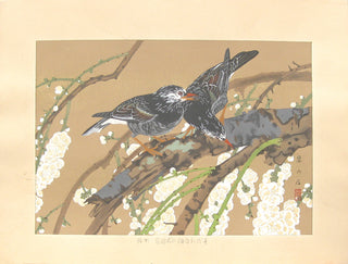 Weeping White Flowering Plum and Gray Starlings (Mid Spring)
