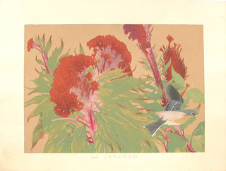Cockscomb Flowers and Yellow Bunting (Mid Autumn)