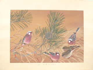 Little Pine and Long-tailed Rosefinches (Winter)