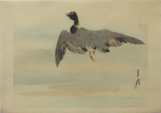 Duck in flight