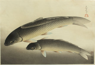 True carp