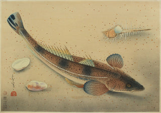 Flathead fish