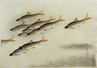 Fische Japans