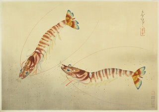 Prawn