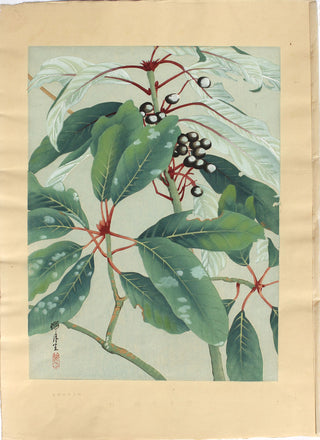 Yujuriho nr. II