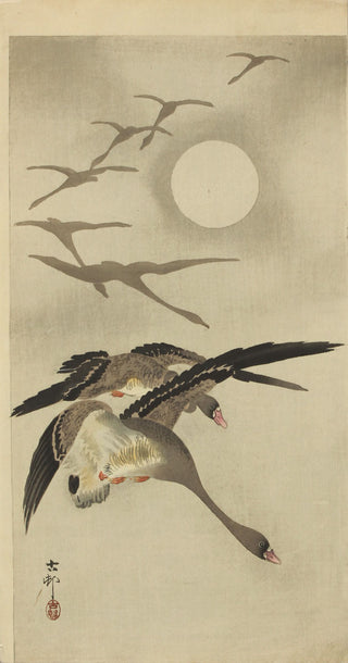 Geese In flight