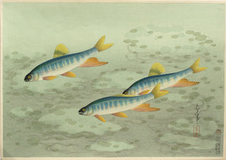 Rainbow trout