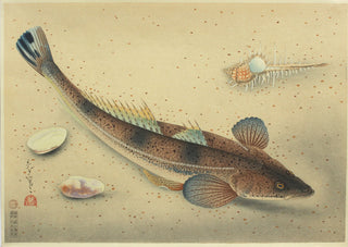 Poisson à tête plate