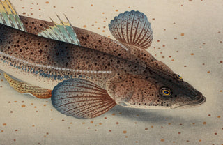 Poisson à tête plate