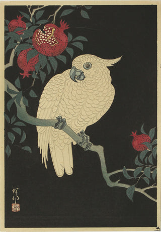 Cockatoo And pomegranate