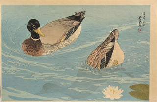 Ducks