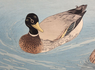 Ducks