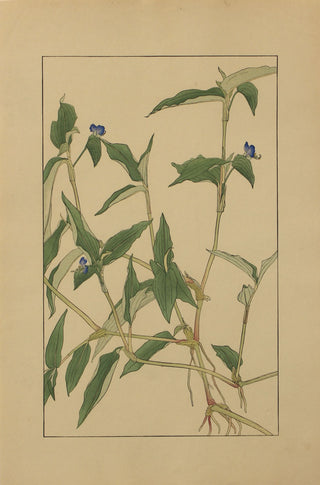 Asiatic dayflower