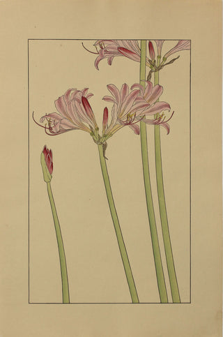 Summer Narcissus