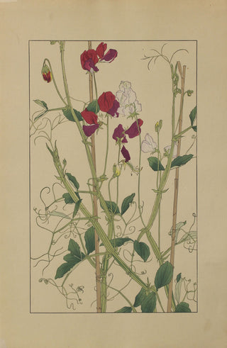 Sweet peas
