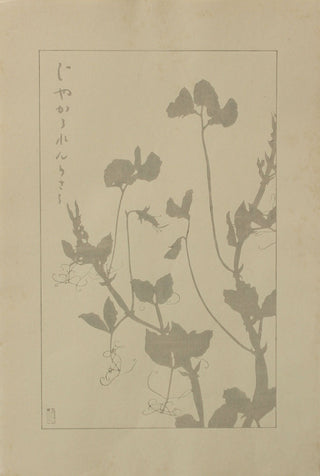 Sweet peas