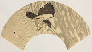 Picture of a goshawk