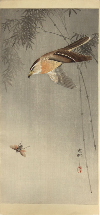 Un faucon poursuivant un insecte