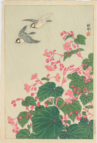 Begonia and Manchurian great-tits
