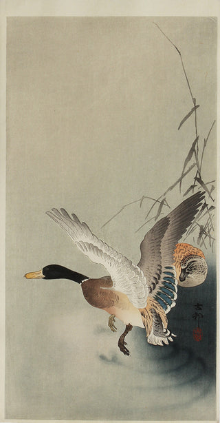 Ducks