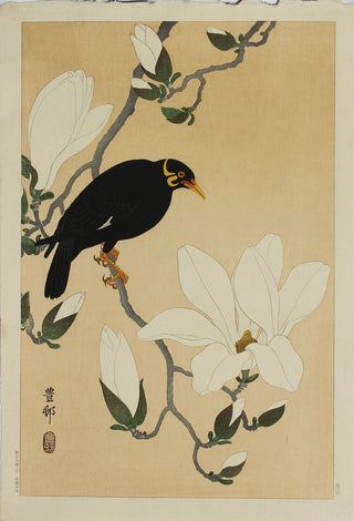 Mynah Bird