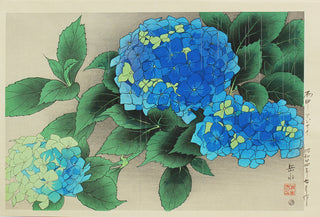 Hortensia sous la pluie