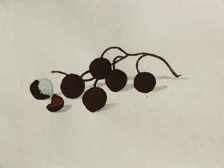 A branch of lychees
