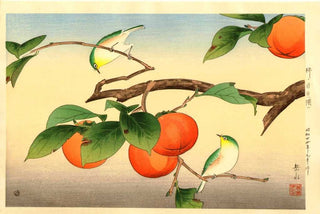 Persimon and Japanese White Eye