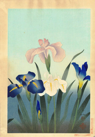 Iris