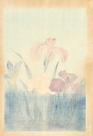 Iris