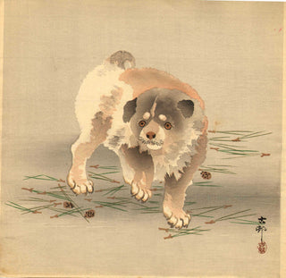 Chiot sur des aiguilles de pin