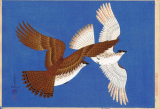 Halcones (fondo azul)